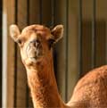 Camel at Walnut Creek Amish Flea Market in Holmes County near Sugarcreek,Ohio in Amish Country Camel at Walnut Creek Amish Flea Market in Holmes County near Sugarcreek,Ohio in Amish Country