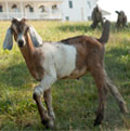 Goats at Walnut Creek Amish Flea Market in Holmes County near Sugarcreek,Ohio in Amish Country Goats at Walnut Creek Amish Flea Market in Holmes County near Sugarcreek,Ohio in Amish Country