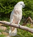 Cockatoo at Walnut Creek Amish Flea Market in Holmes County near Sugarcreek,Ohio in Amish Country Cockatoo at Walnut Creek Amish Flea Market in Holmes County near Sugarcreek,Ohio in Amish Country